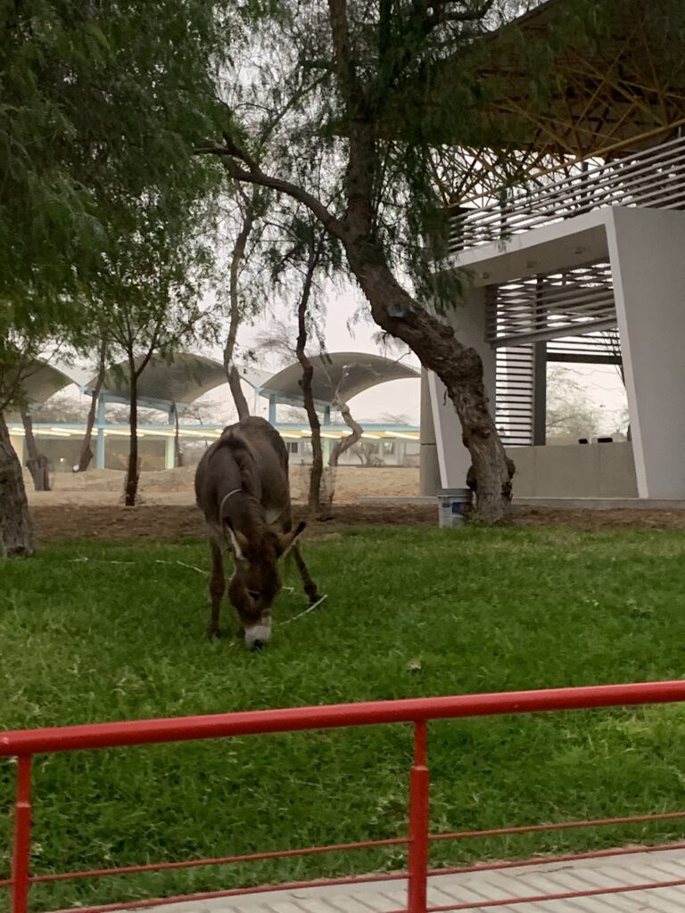 🌅 Adiós, Piura: 4 años siendo foránea, creciendo y construyendo mi propia historia